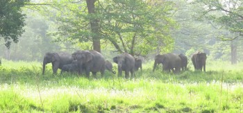 जङ्गली हात्तीको आक्रमणबाट चितवनमा एकको मृत्यु