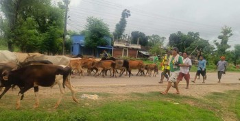 कोहलपुर क्षेत्रका छाडा चौपायाको ब्यवस्थापन 