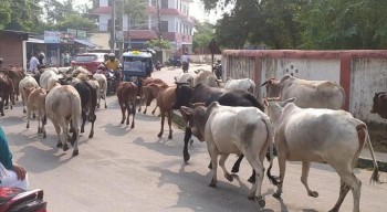 नेपालगन्जमा चौपाया छाड्ने प्रवृत्ति रोकिएन