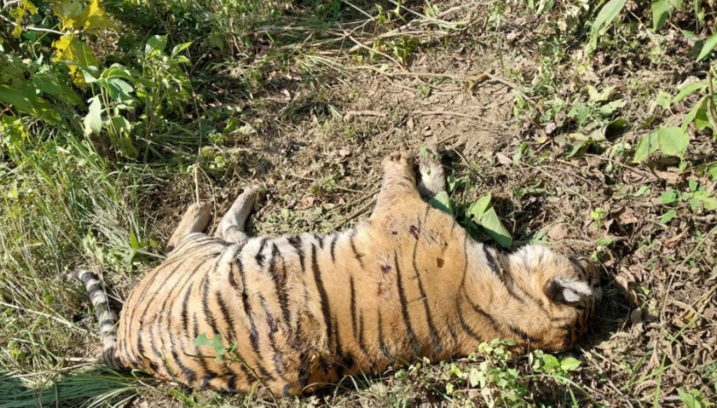 बाँके राष्ट्रिय निकुञ्जको गोठेरी जंगलमा मृत भेटियो पाटेबाघ 